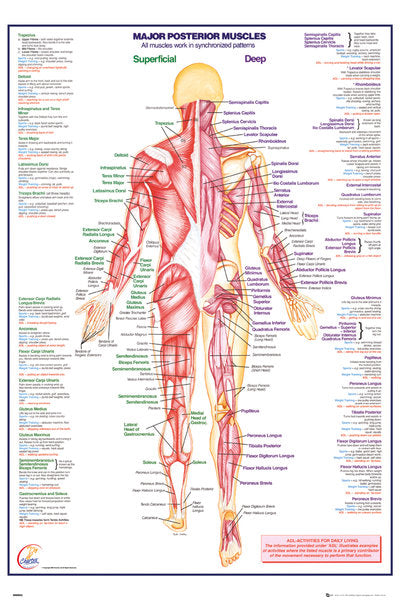 Major Posterior Muscles Superficial And Deep Maxi Poster – Koolpixnz